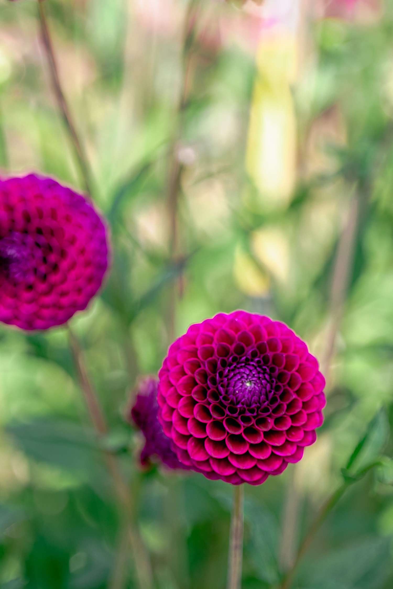 Dahlia 'Downham Royal'